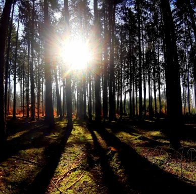 Sonnendurchfluteter Wald