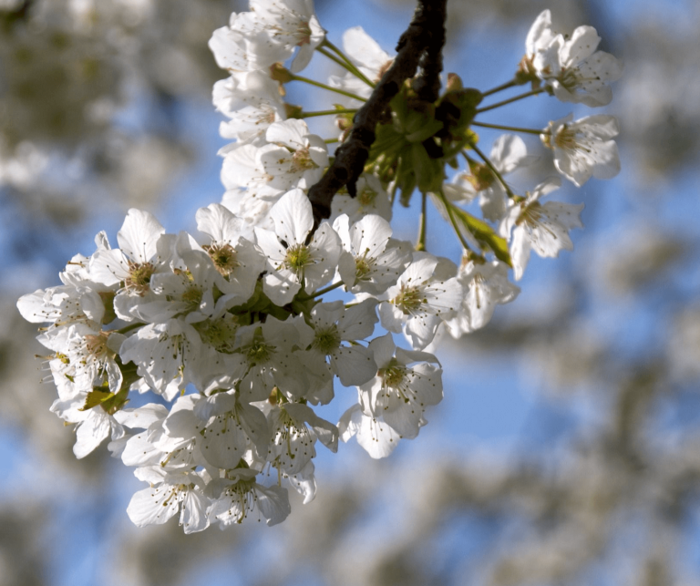 Kirschblüten